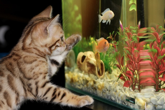 akvárium kočka
