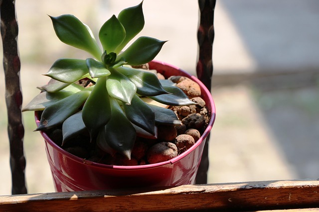sukulent